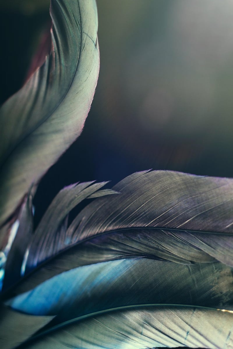 Enchanted Forest Romance